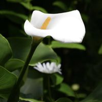 カラー,花のある暮らし,白色の花,ワンワン祭り,花探し散歩の画像