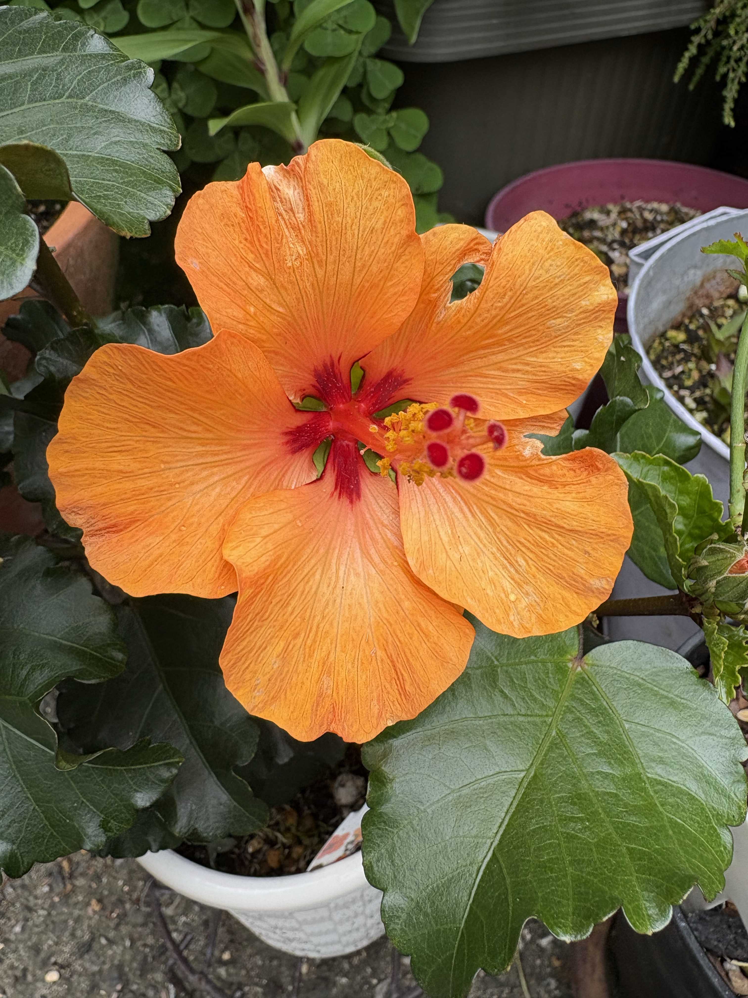 ハイビスカス｜🍀GreenSnap（グリーンスナップ）