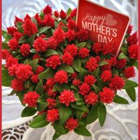 キンセンカ,ケイトウ,ビオラ,ビーダンス,母の日の画像