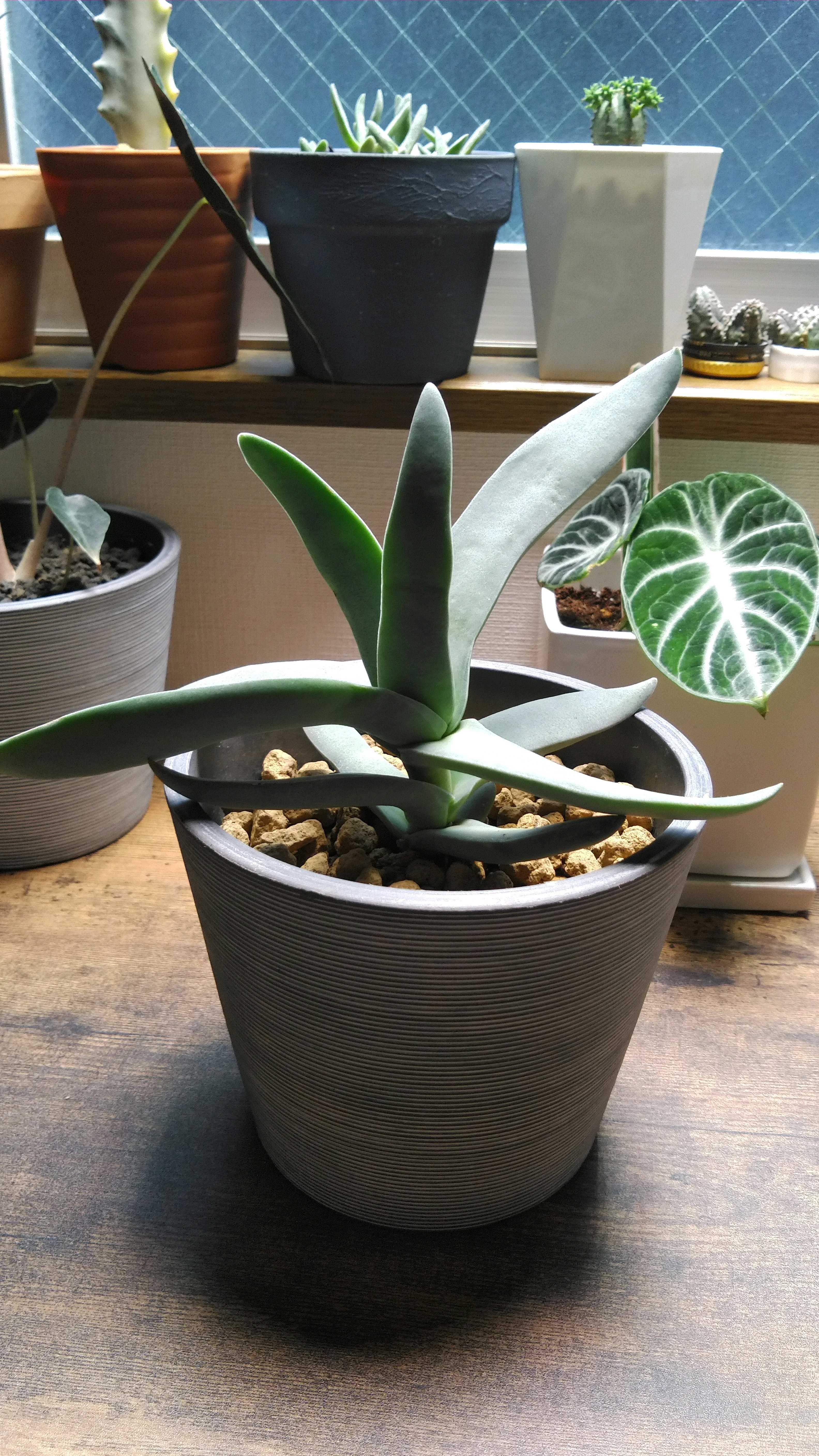 クラッスラ 神刀 (Crassula perfoliata var. falcata) 成長記録