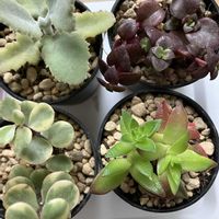 ポーチュラカ,雅楽の舞,赤鬼城,ジンガールブラ,天女の舞の画像