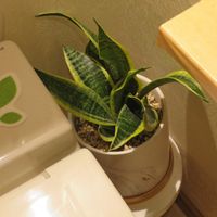 サンセベリア,植え替え,癒し,インテリアグリーン,珍奇植物の画像
