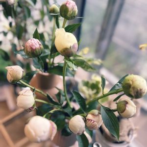 シャクヤク,芍薬,プレゼント,花束,好きな色の画像
