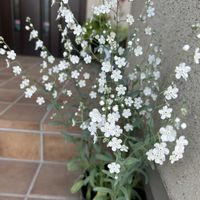 ミカン,みかんの花,オンファロデス,オンファロデス,白い貴婦人✨の画像