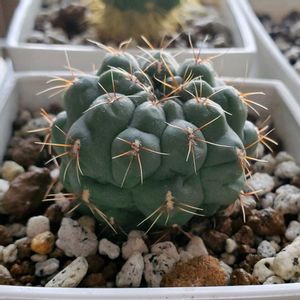 緋花玉,100均,植え替え,ダイソー,サボテン科の画像
