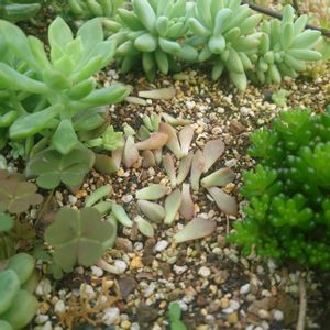 リトルビューティー,リトルビューティー,多肉植物,セダム属,多肉地植えの画像