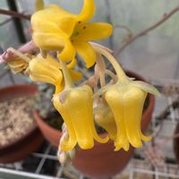 花うらら,多肉植物,鉢植え,温室,おうち園芸の画像