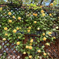 ローズガーデン,植物のある暮らし,バラを楽しむ,バラのある暮らし,ばら バラ 薔薇の画像