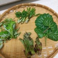 コシアブラ,ユキノシタ,ヨモギ,たらの芽,山菜の画像