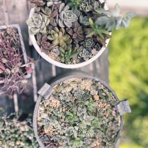 寄せ植え,葉挿し,多肉寄せ植え,植中毒,花は癒やし♡の画像