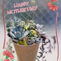 サボテンの花,ベランダ多肉,母の日プレゼント,多肉植物の寄せ植え♡,ばら バラ 薔薇の画像