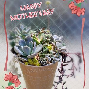 サボテンの花,ベランダ多肉,母の日プレゼント,多肉植物の寄せ植え♡,ばら バラ 薔薇の画像