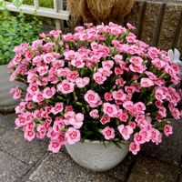 ナデシコ,ミーテ ピーチラテ,ガーデニング,ミーテ,ハルのナデシコの画像