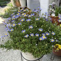 フェリシア,ガーデニング,花のある暮らし,庭の画像