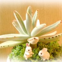 アイスプラント,エルネスティ,星兎耳,アイクリソン トルツオサム,紫えんどうの画像