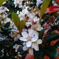 シャリンバイ,マツ,芝生,花木,白い花の画像