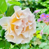 バラ・ラマリエ,挿し木,河本ローズ,華やか,ばら バラ 薔薇の画像