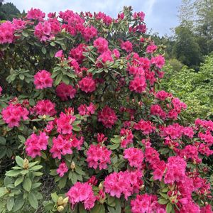 イロハモミジ,スパニッシュ ブルーベル,石楠花（シャクナゲ）,石楠花（シャクナゲ）,ハート岩の画像