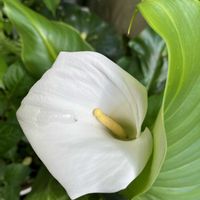カラー,花のある暮らし,小さな庭,庭の画像