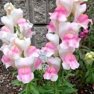 キンシバイ,ルドベキア,ルドベキア,金魚草ピンクバイカラー,鉢植えの画像