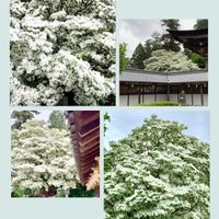 カキツバタ,カラー,ドウダンツツジ,オオムラサキツユクサ,なんじゃもんじゃ(ヒトツバダゴ)の画像