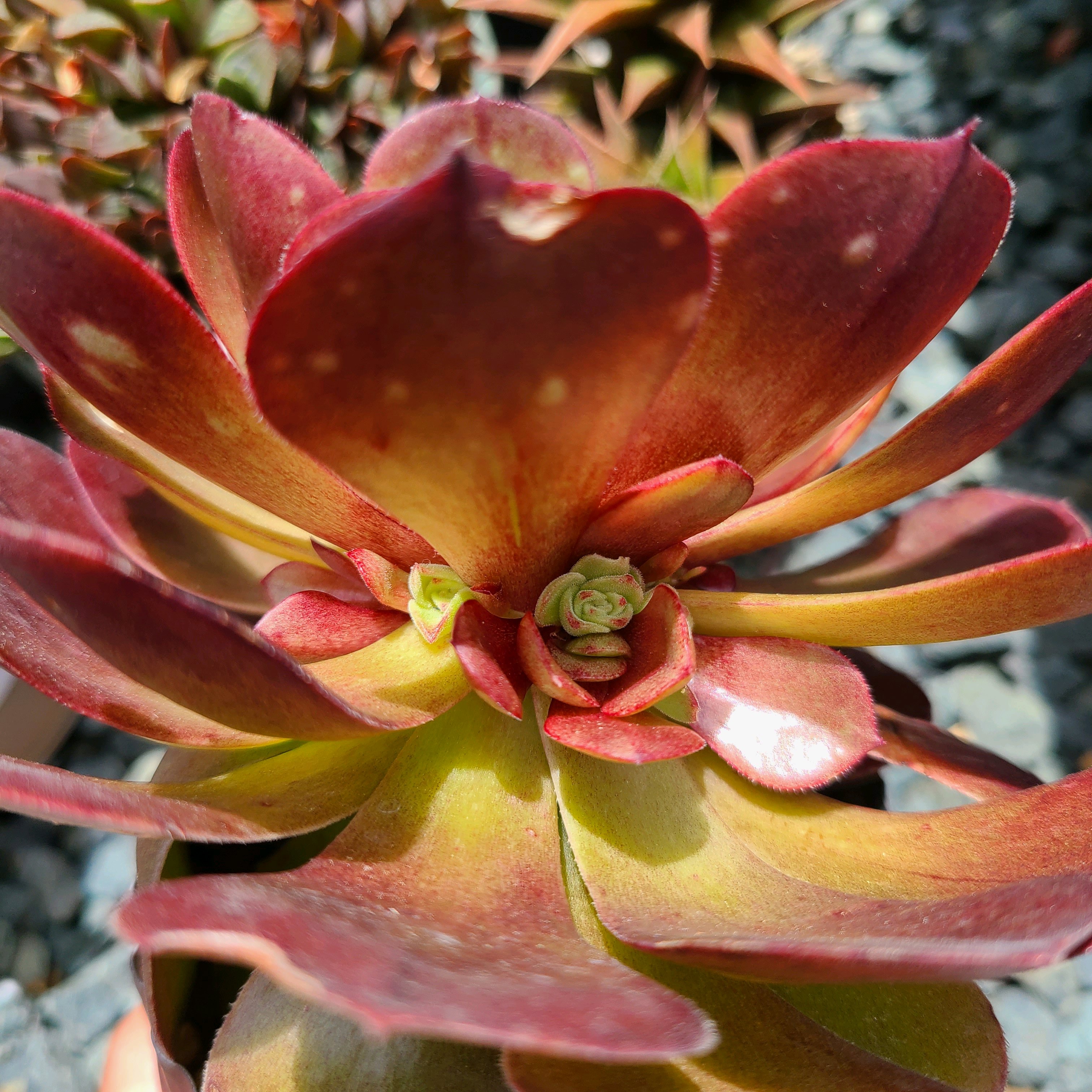 ハロウィンの成長記録🎃🎃｜🍀GreenSnap（グリーンスナップ）