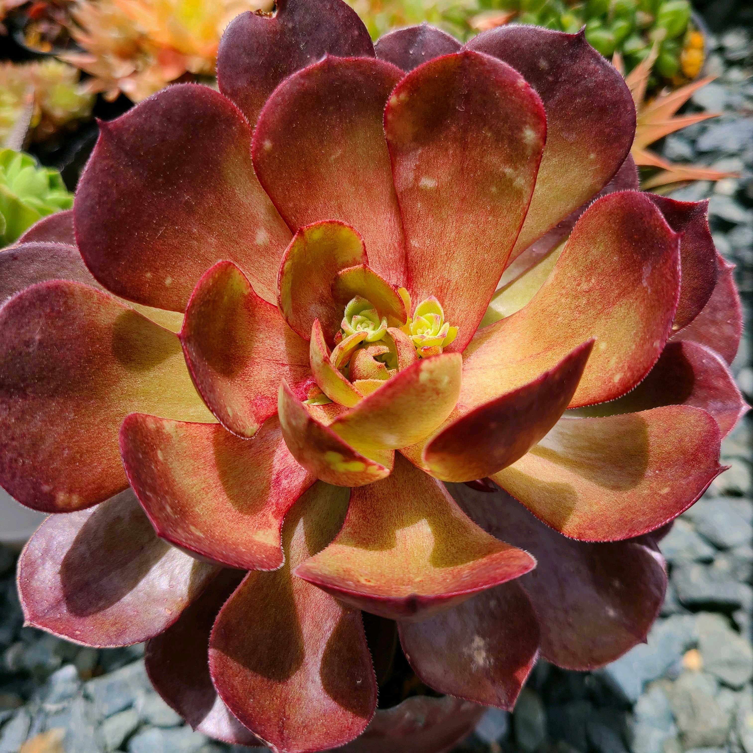 ハロウィンの成長記録🎃🎃｜🍀GreenSnap（グリーンスナップ）