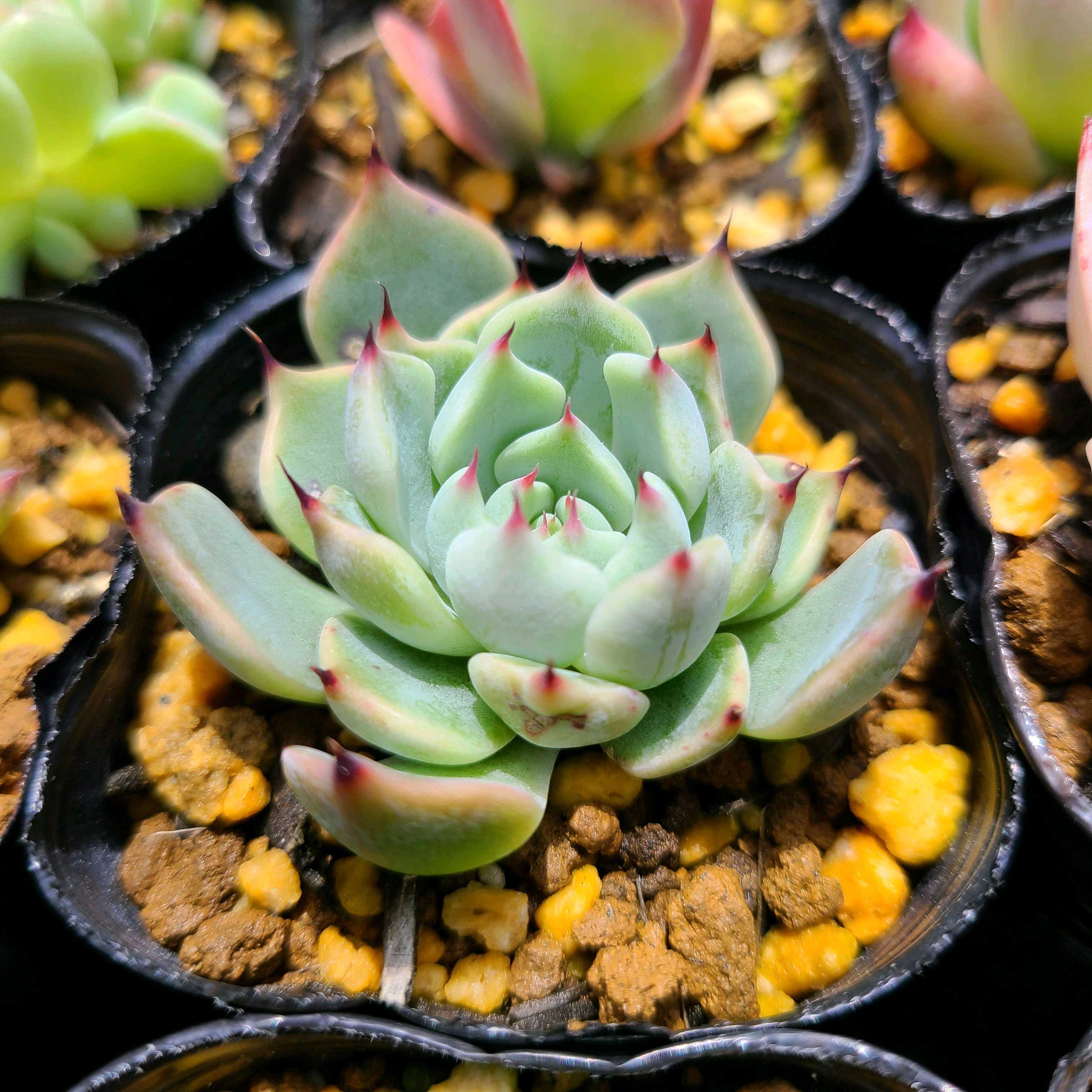 2 コノフィツム パゲアエ H&B1195 pageae コノフィツム pageae 多肉