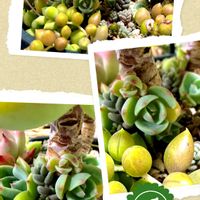 グリーンネックレス,七福神,多肉植物,可愛い,元気！の画像