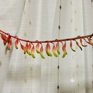 ガステリアの花,ガステリア ハイブリッド マクラータ,子株,可愛い,毎年咲くの画像
