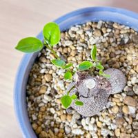 ガジュマル,ガジュマル,観葉植物,可愛い,新芽の画像