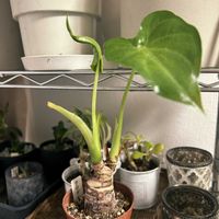 クワズイモ,シマクワズイモ,観葉植物,新芽,新葉の画像