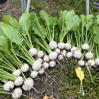 カブ,カブ栽培,スイカの収穫記録,家庭菜園,畑の画像