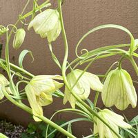 バイモ,ガーデニング,山野草,花のある暮らし,花が好きの画像
