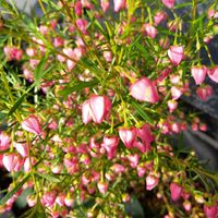 ボロニアの画像