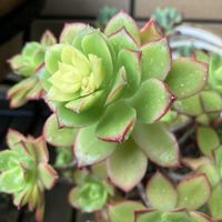 夕映え,寄せ植え,多肉植物,鉢植え,花芽の画像