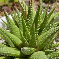 桜吹雪,十二の巻,ピンクルルビー,朧月(おぼろづき),エケベリア ハロウィンの画像