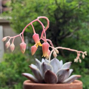ブラックサバス,多肉植物,子株,鉢植え,エケベリア属の画像