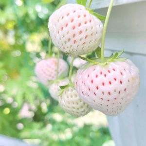 イチゴ,天使のいちご,いちご,天使のいちご　エンジェルエイト,花のある暮らしの画像