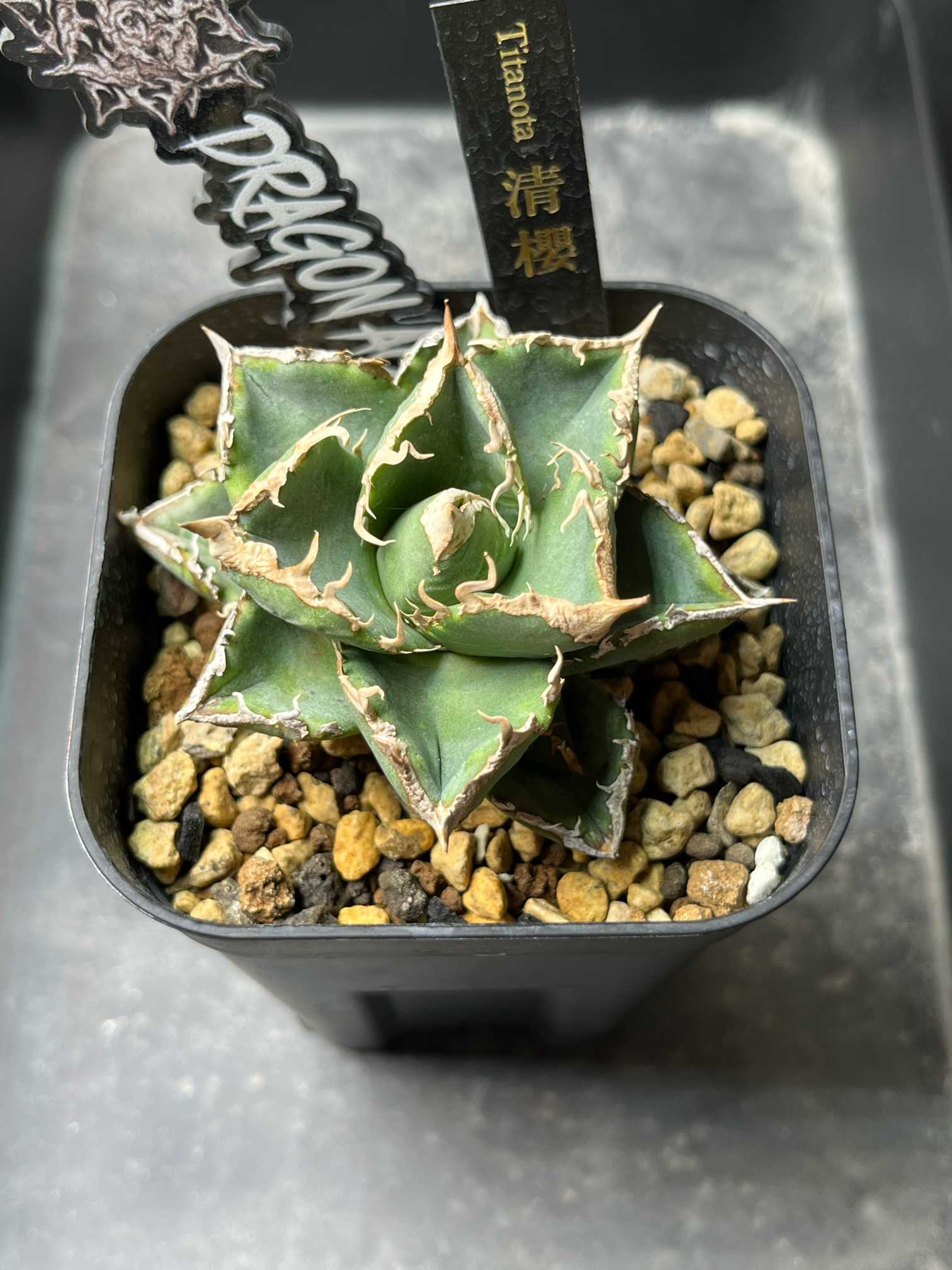 アガベ チタノタ　清櫻　OC 現物出品　子株つき アガベ チタノタ 清櫻 OC 現物出品 子株つき