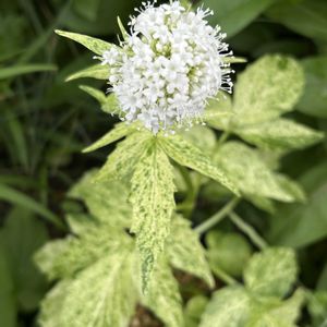 ハクサンボウフウ,山野草,シェードガーデン,山野草マニア,2のつく日は斑入りの日の画像