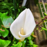 カラー,開花！,白いお花,おすそわけ,半日陰の庭の画像