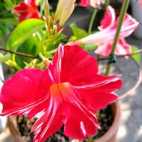 アオキ,アオキ,マンデビラ,マンデビラ,菊とヒマワリ。の画像