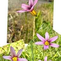 ニワゼキショウ,庭石菖,山野草,道端,野の花の画像