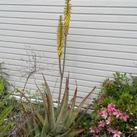 アロエ,アロエベラ,名前を教えて,アロエベラの花,開花の画像
