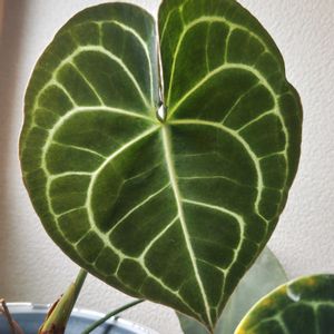 アンスリウム,アンスリウム クラリネルビウム,観葉植物,ガーデニング,グリーンの画像