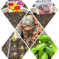 コキア,ヒマワリ,ミカン,モロヘイヤ,キクラゲの画像