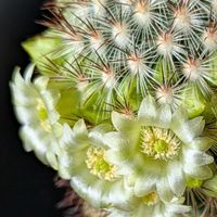 パキフィツム属,マミラリア 夕霧,多肉女子,初見参,ベランダの画像