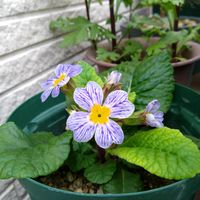 セツブンソウ,アネモネ・シルベストリス,プリムラジュリアン ゼブラ,ミニスイセン・サンディスク,ペニュニア 湘南リプル ペスカの画像