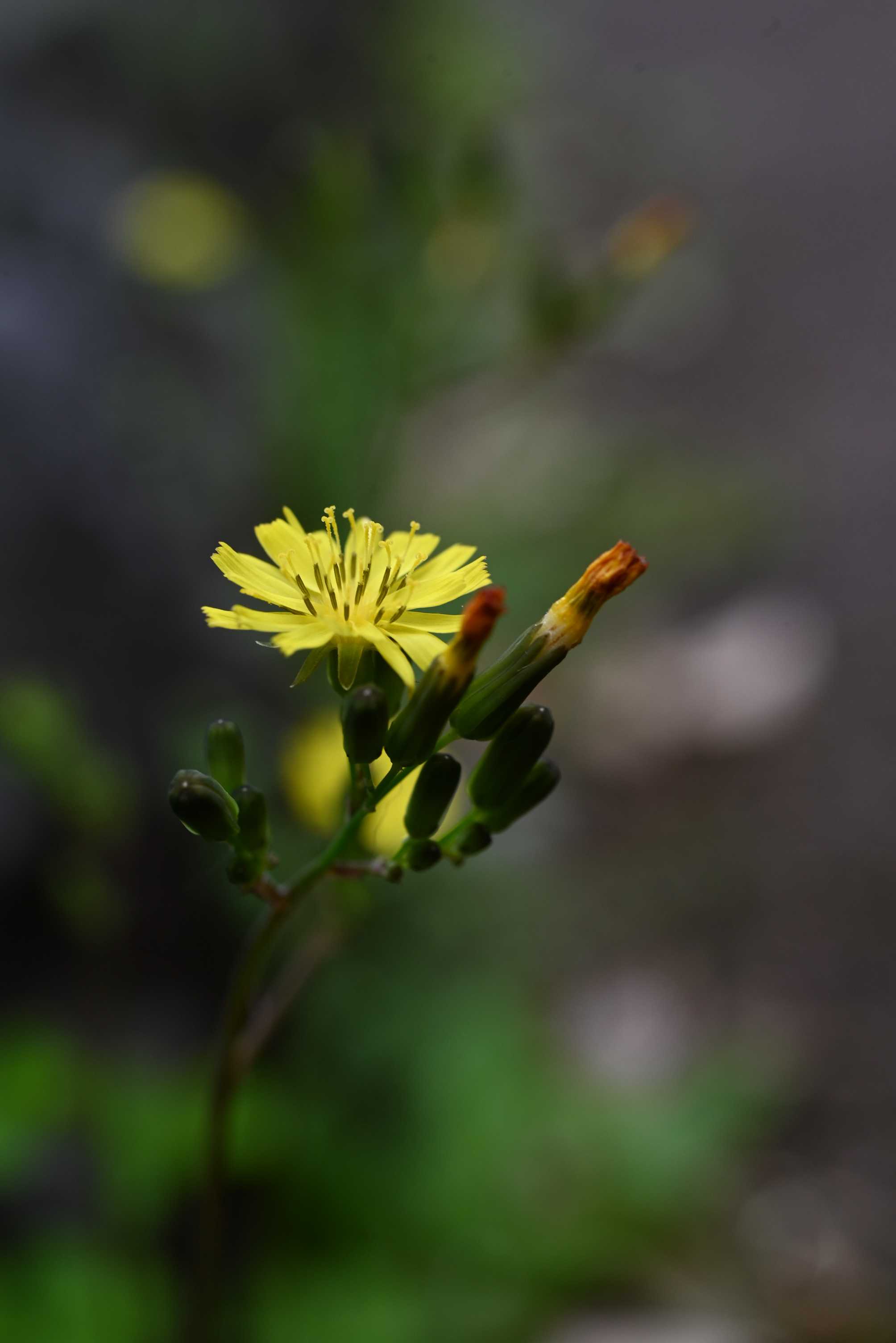 katieページ　「野に咲く草花」 季節の花一覧【夏】｜野に咲く花から木に咲く花まで | LOVEGREEN